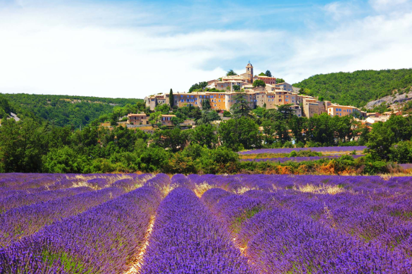 Lavender Fields and Market Provence France